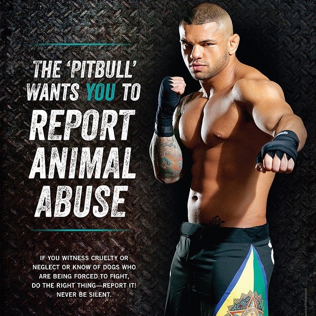 O "Pitbull" quer que você denuncie o abuso de animais, nome do poster publicitário de campanha contra o abuso de animais - Divulgação PETA